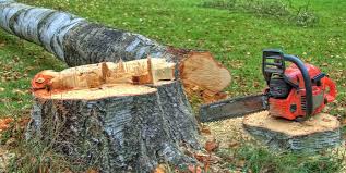 Best Tree Health Inspection  in Manteo, NC