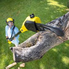 Best Tree Mulching  in Manteo, NC
