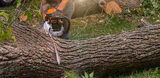 Best Lot and Land Clearing  in Manteo, NC