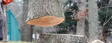 Best Leaf Removal  in Manteo, NC
