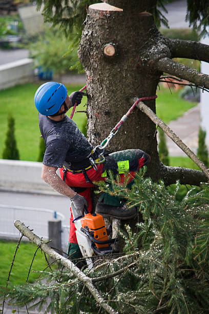 Best Tree Trimming and Pruning  in Manteo, NC