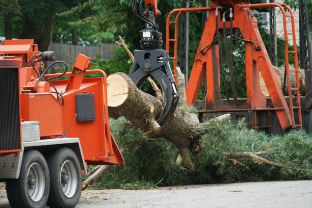 Best Utility Line Clearance  in Manteo, NC