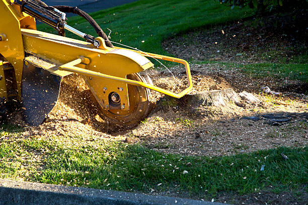 Best Lawn Irrigation Installation and Maintenance  in Manteo, NC