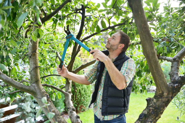 Best Arborist Consultation Services  in Manteo, NC